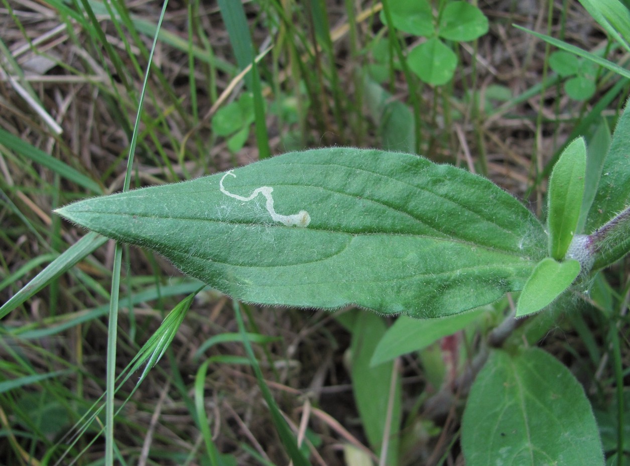 Image of Melandrium album specimen.