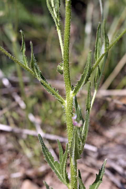 Image of Parrya khorasanica specimen.