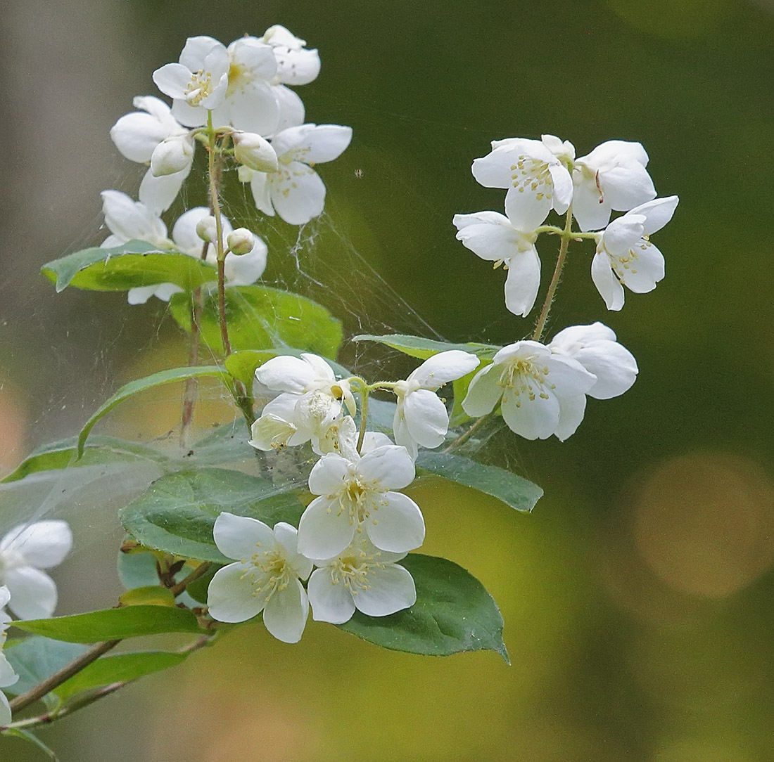 Image of Philadelphus tenuifolius specimen.