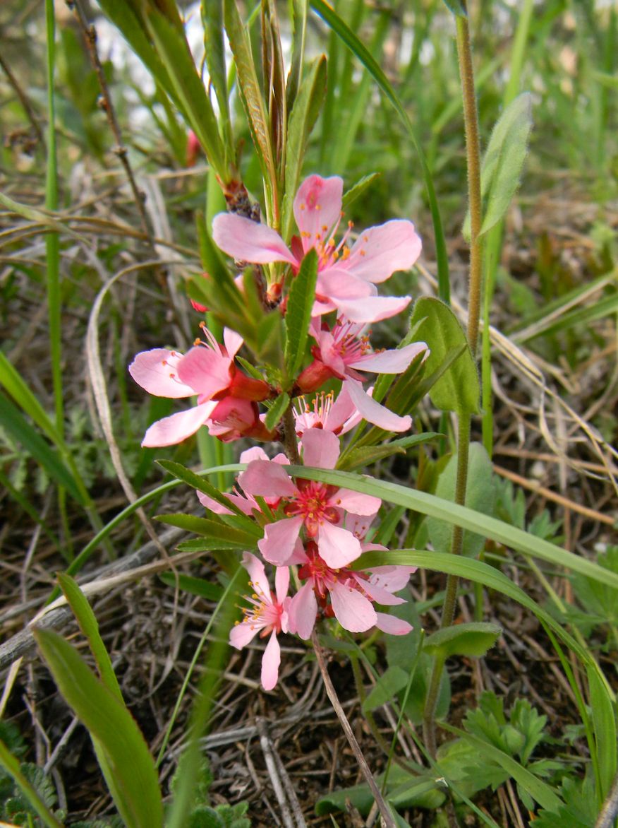 Изображение особи Amygdalus nana.