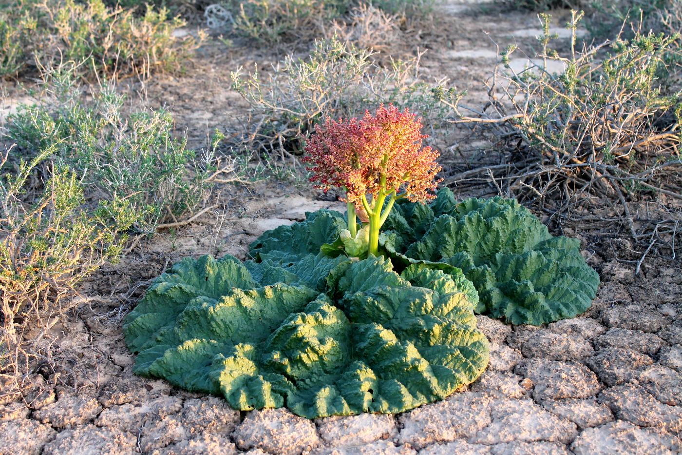 Изображение особи Rheum tataricum.