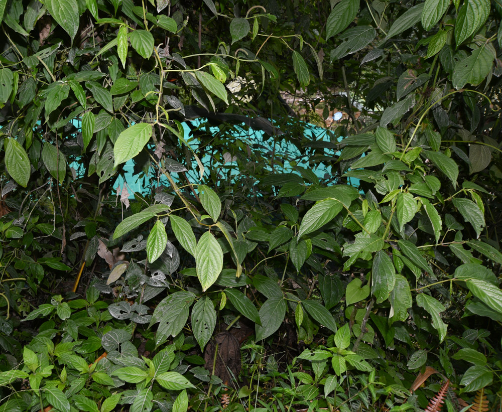 Image of genus Piper specimen.