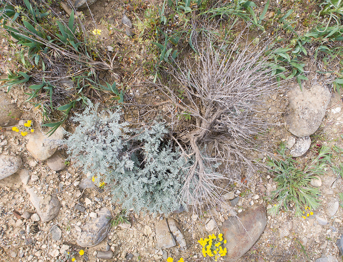 Изображение особи Artemisia lercheana.