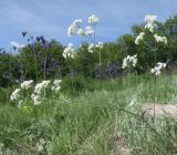 Galium octonarium