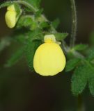 Calceolaria tripartita