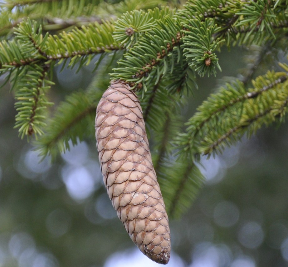 Image of genus Picea specimen.