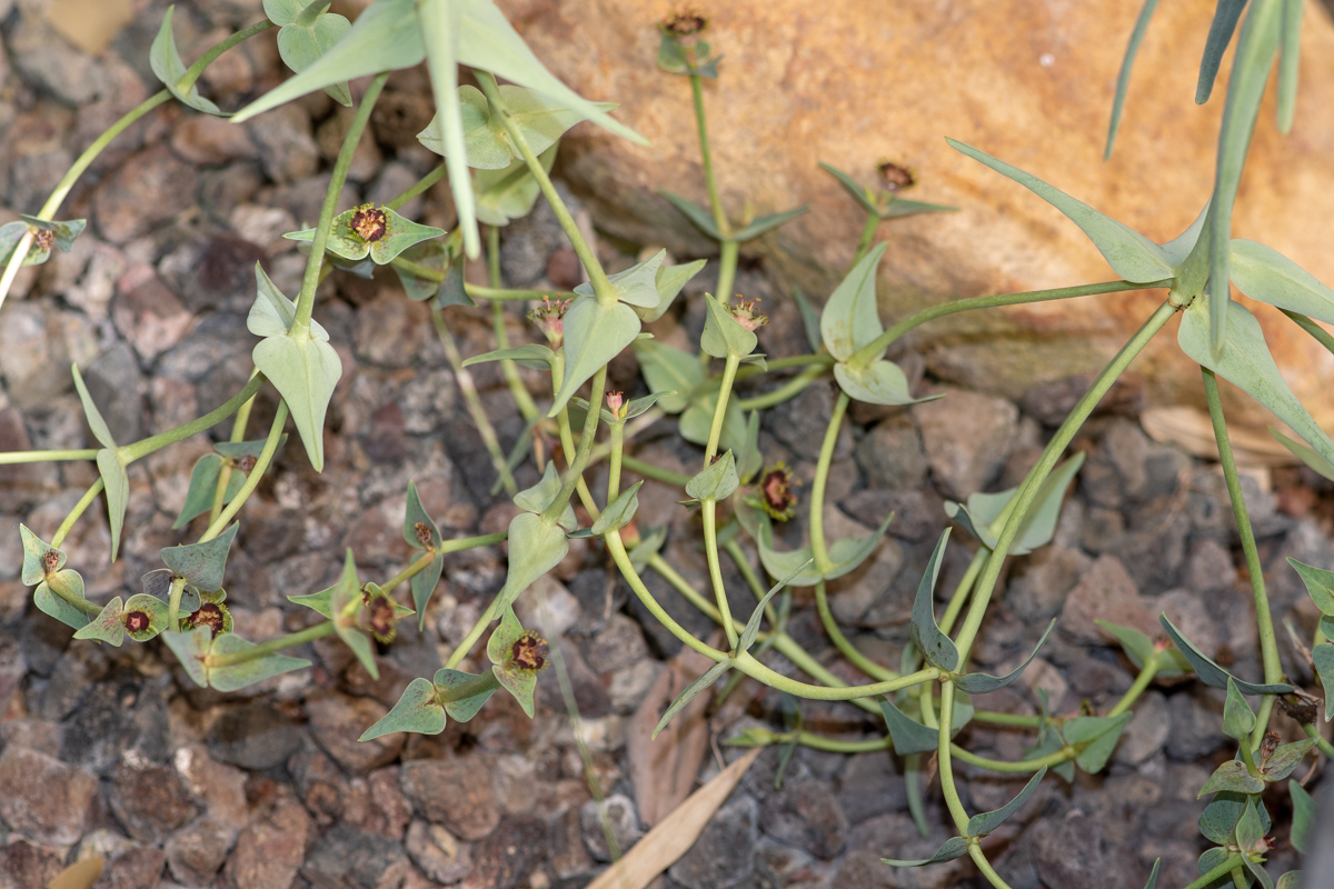 Изображение особи Euphorbia monteiroi.