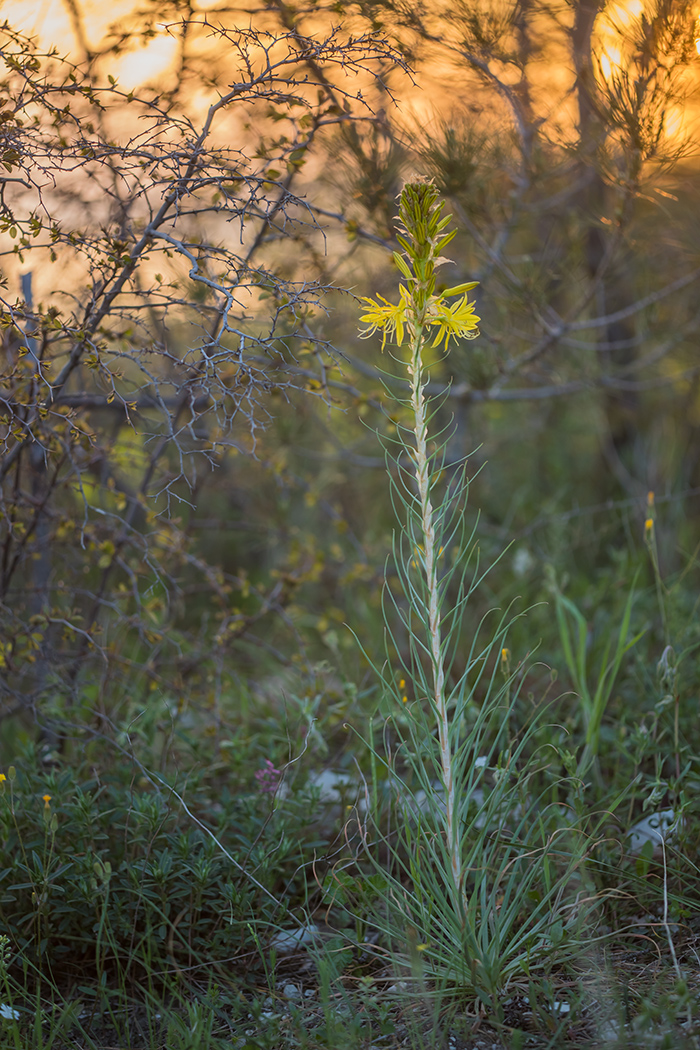 Image of Asphodeline lutea specimen.