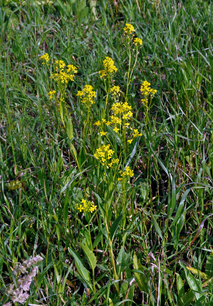 Image of Bunias orientalis specimen.