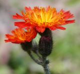 Pilosella aurantiaca