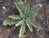 Verbascum sinuatum