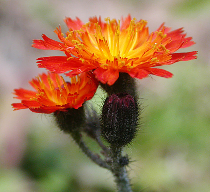 Image of Pilosella aurantiaca specimen.