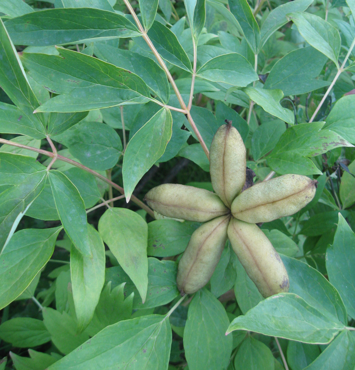 Image of Paeonia suffruticosa specimen.