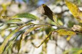 Salix gmelinii