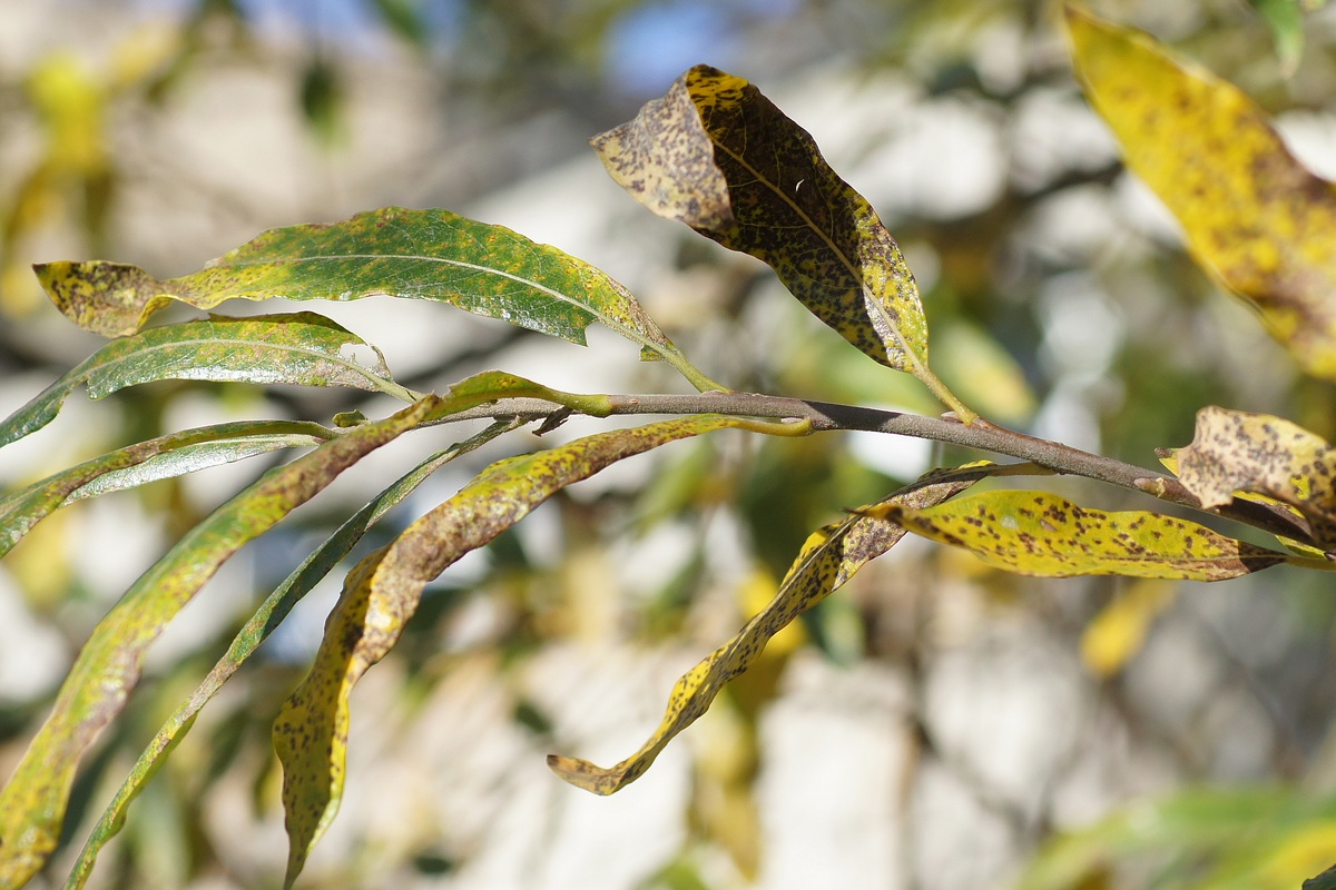 Image of Salix gmelinii specimen.