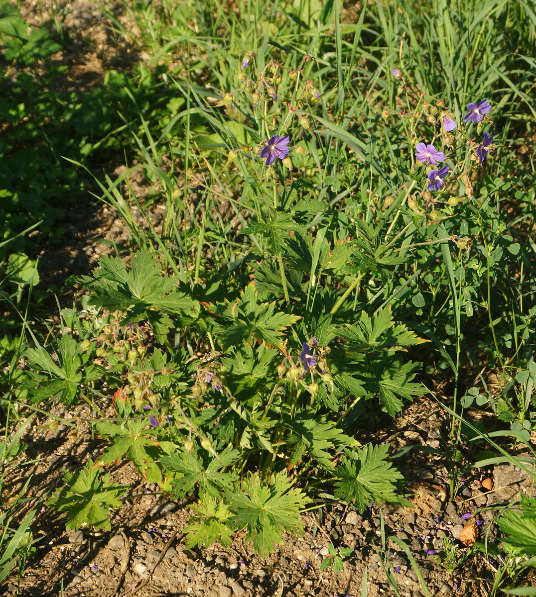 Изображение особи Geranium pratense.