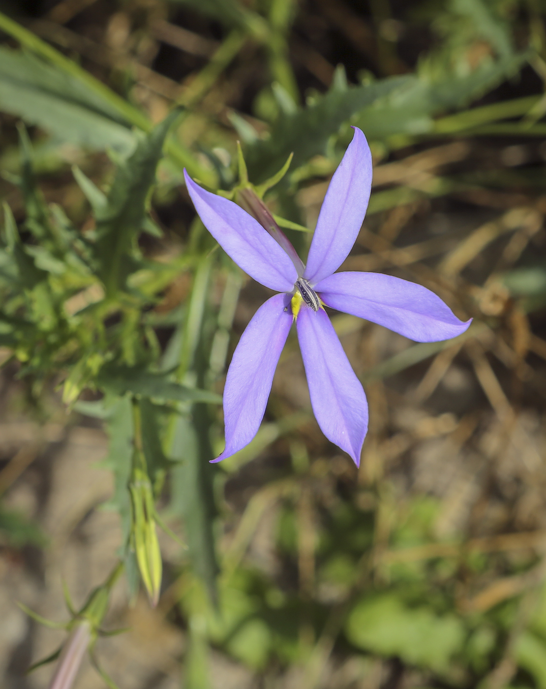 Image of Isotoma axillaris specimen.