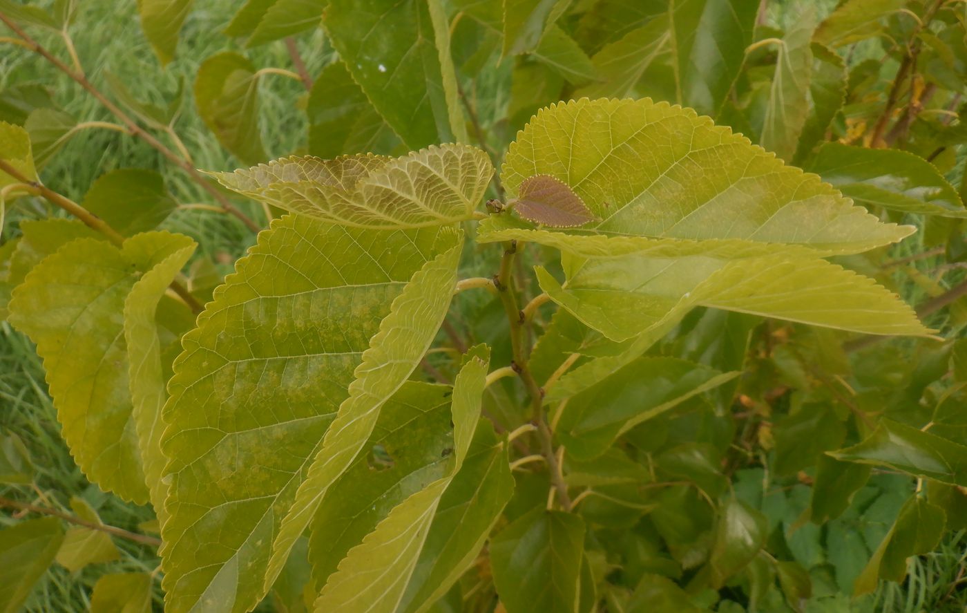 Image of genus Morus specimen.