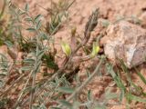 Astragalus turczaninowii