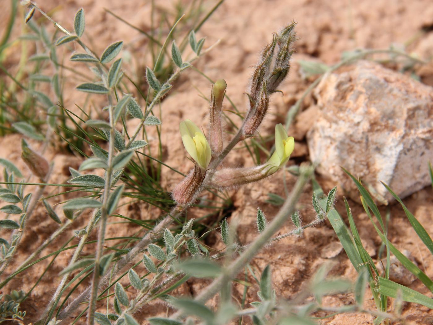Image of Astragalus turczaninowii specimen.