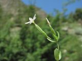 Centaurium meyeri. Верхушка побега с цветком. Северная Осетия, Алагирский р-н, окр. пос. Мизур, ок. 1100 м н.у.м., каменистый склон. 11.07.2021.