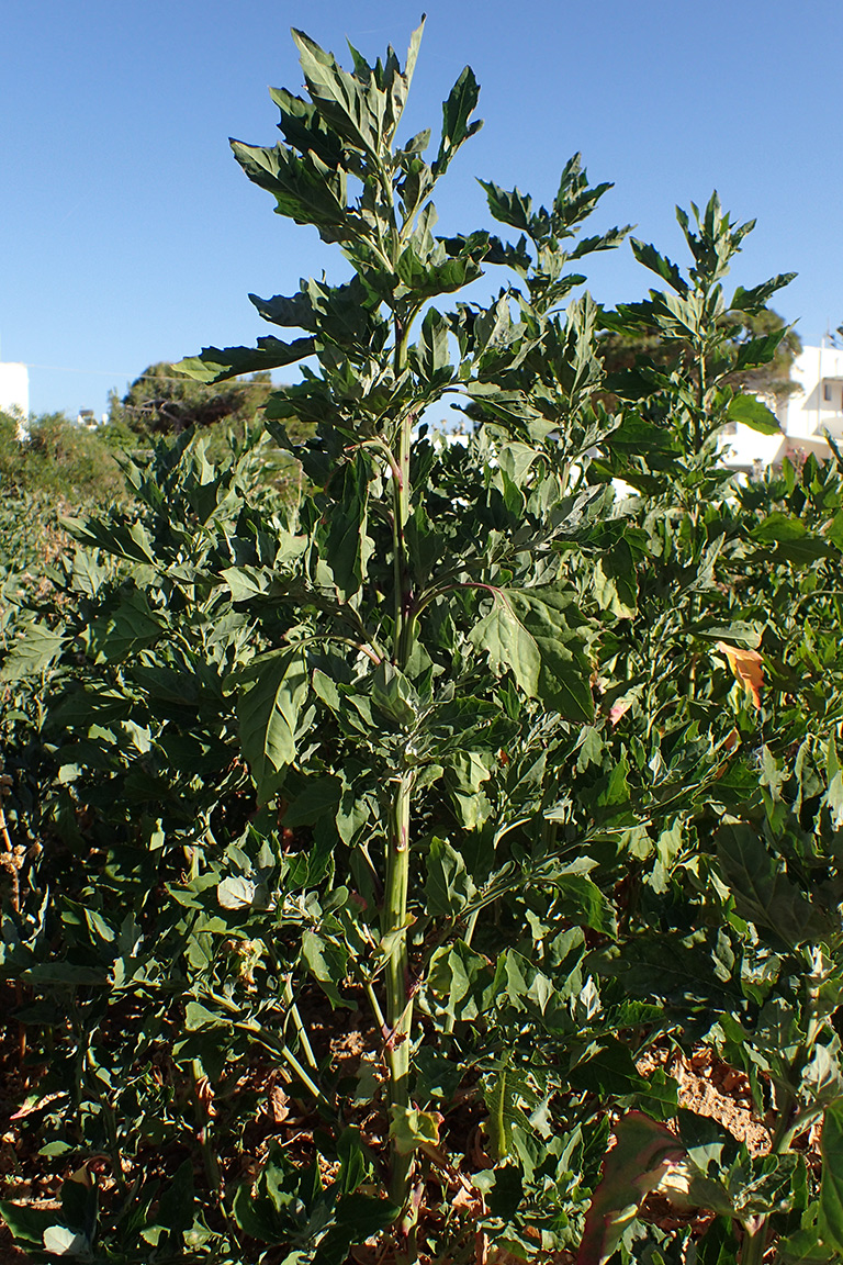 Image of Chenopodium opulifolium specimen.