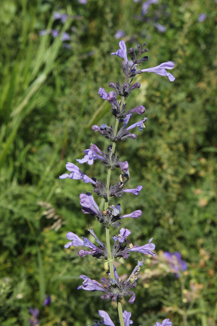 Изображение особи Nepeta sibirica.