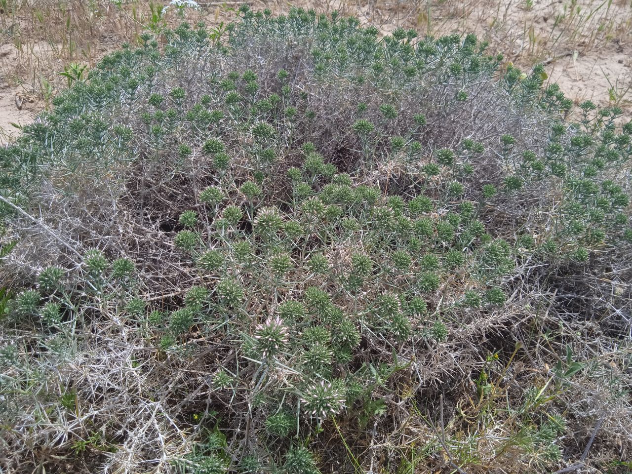 Изображение особи род Acanthophyllum.