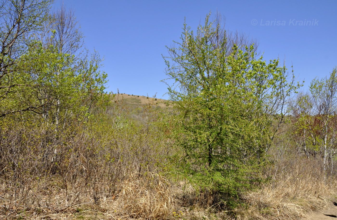 Image of genus Larix specimen.