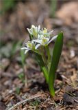 Ornithogalum balansae