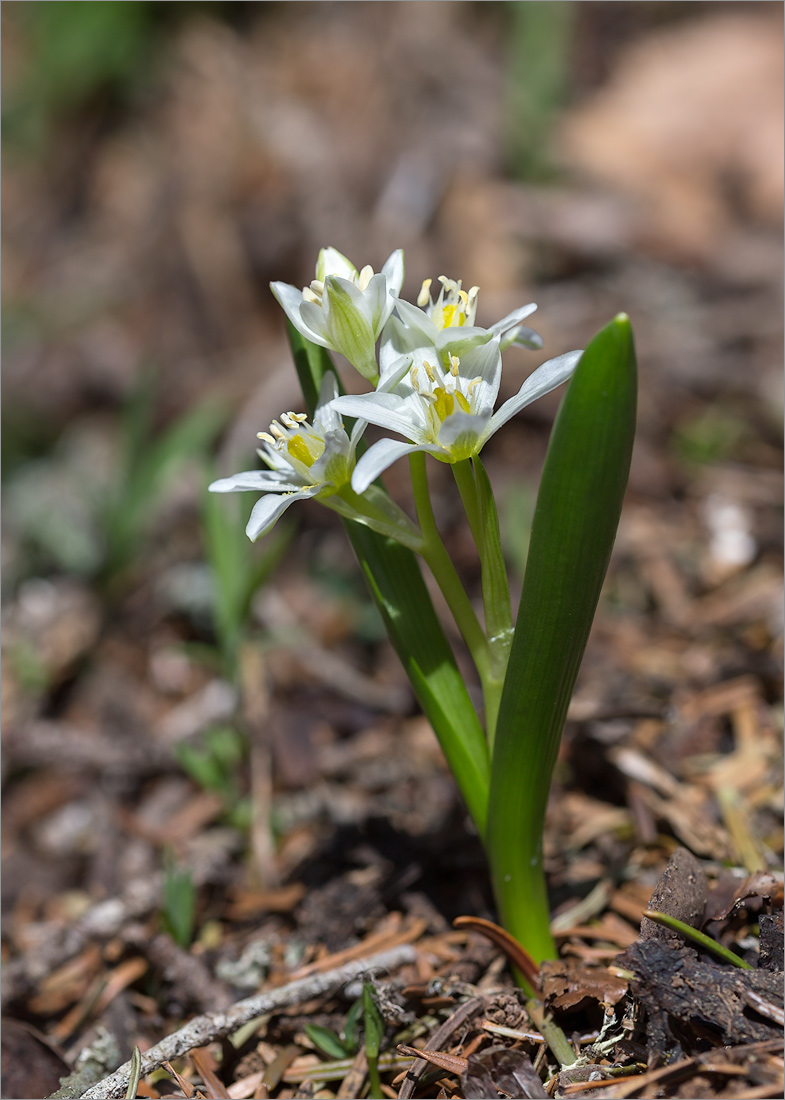 Изображение особи Ornithogalum balansae.