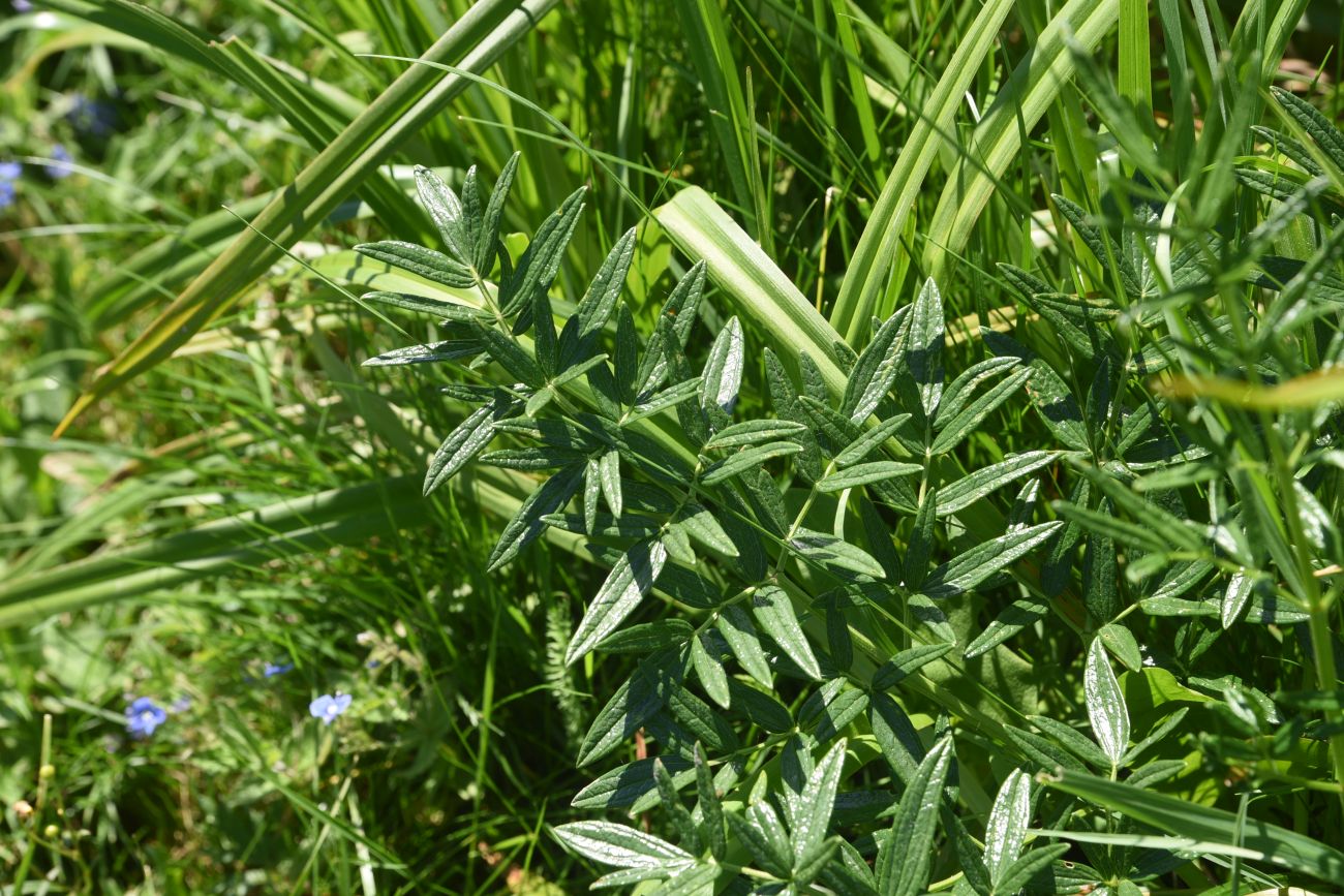 Image of Thalictrum lucidum specimen.