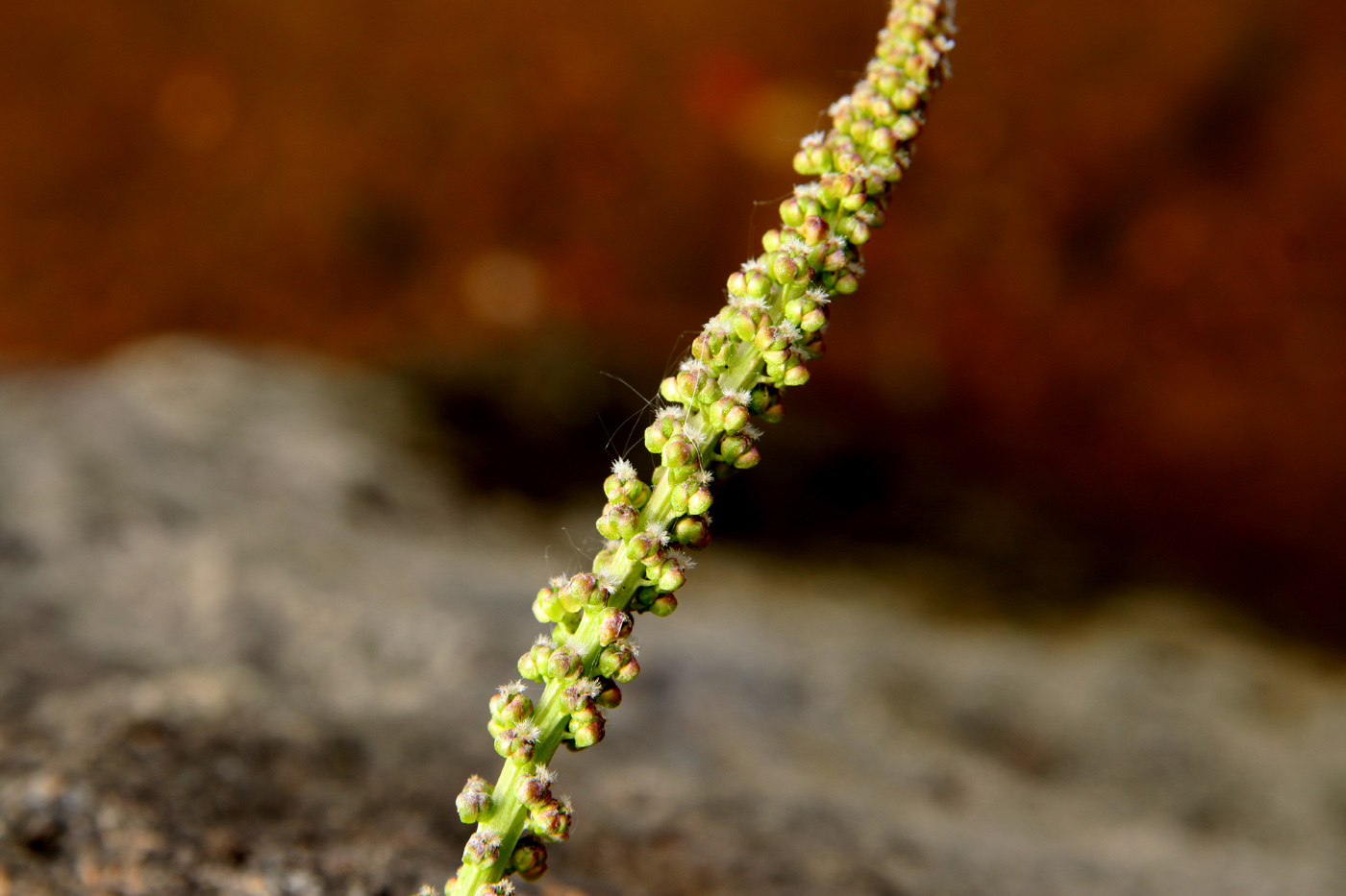 Image of Triglochin maritima specimen.