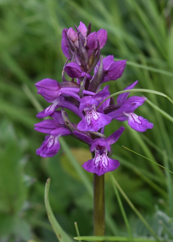 Изображение особи Dactylorhiza salina.