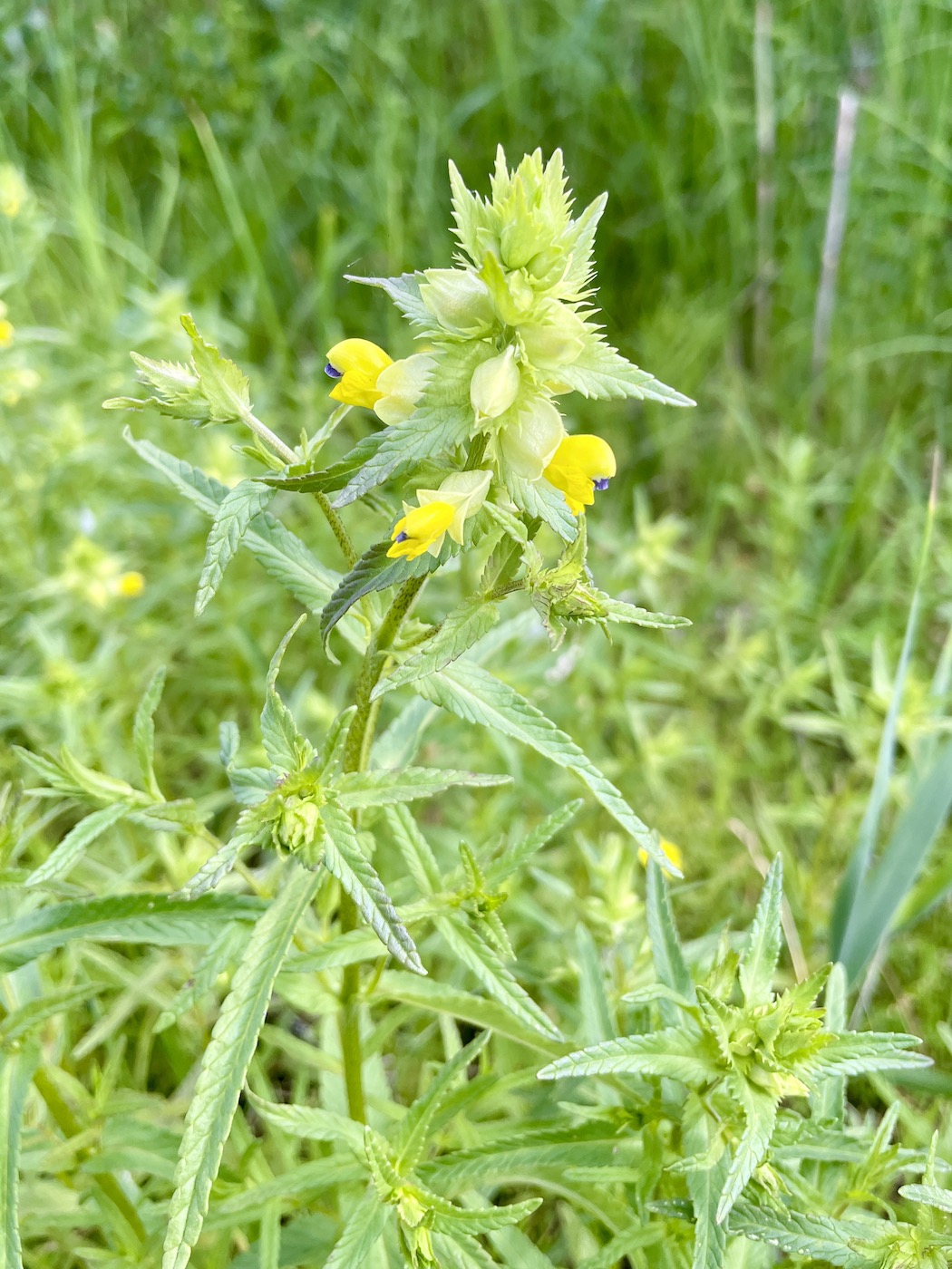 Изображение особи Rhinanthus serotinus.