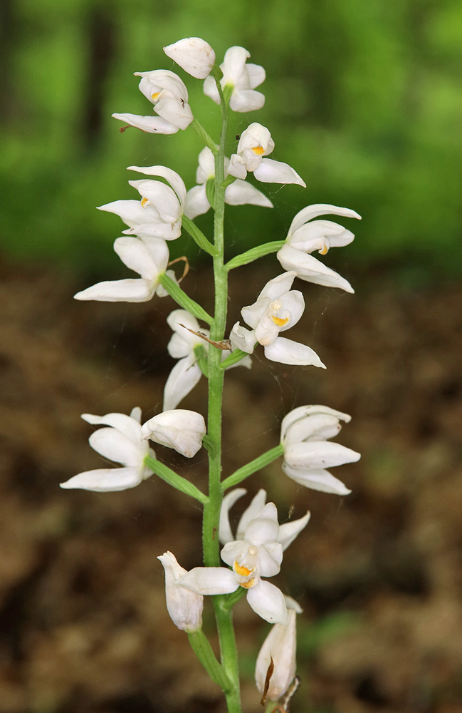 Изображение особи Cephalanthera longifolia.