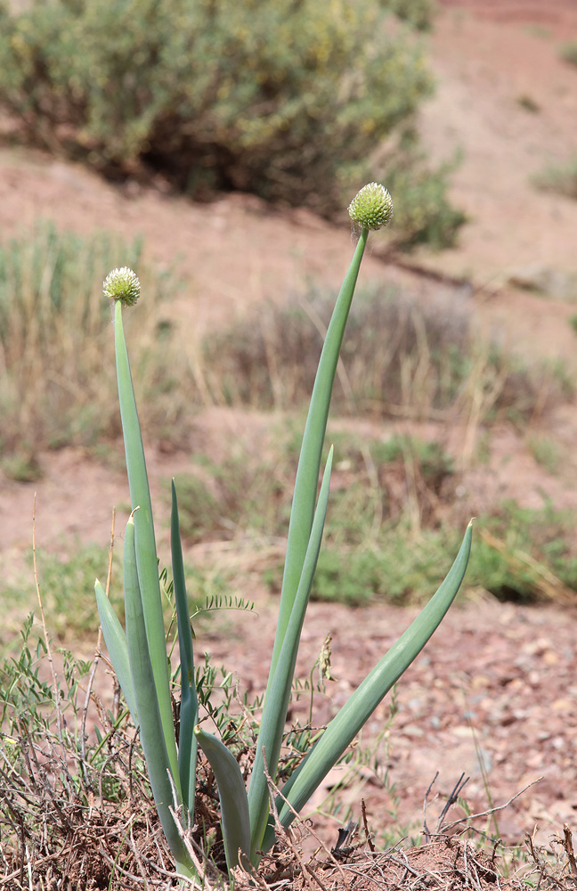 Изображение особи Allium altaicum.