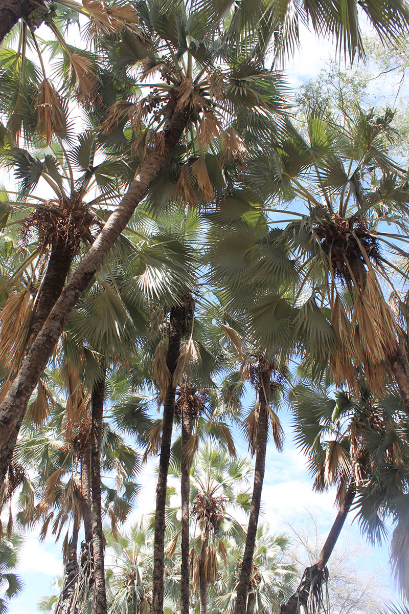 Image of familia Arecaceae specimen.