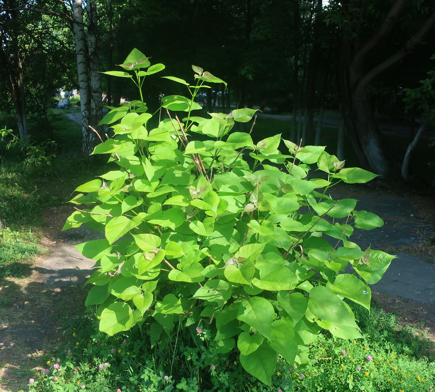 Image of Catalpa bignonioides specimen.