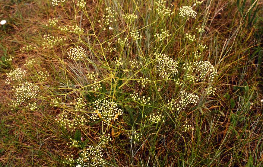 Изображение особи Falcaria vulgaris.