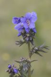 Polemonium caucasicum