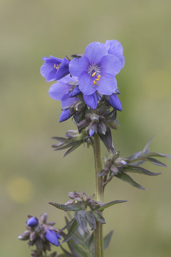 Image of Polemonium caucasicum specimen.