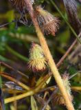 Agrimonia eupatoria. Часть стебля с плодами с каплями росы. Калужская обл., Боровский р-н, окр. дер. Дедюевка, пойменный луг. 27 сентября 2022 г.