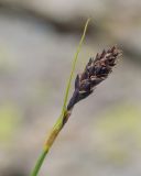 Carex acrifolia