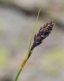 Carex acrifolia. Верхушка побега с соцветием. Карачаево-Черкесия, Урупский р-н, Кавказский биосферный заповедник, Имеретинское ущелье, долина р. Имеретинка (в верхнем течении), ≈ 2500 м н.у.м., в расщелине скалы. 27.07.2022.