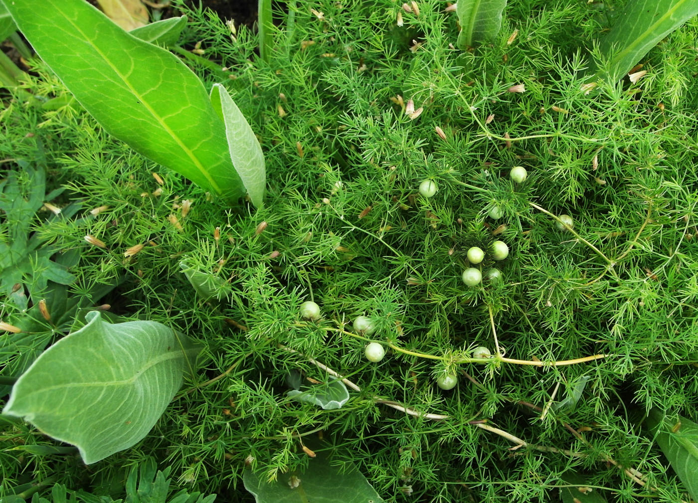 Изображение особи Asparagus neglectus.