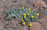 Potentilla hololeuca