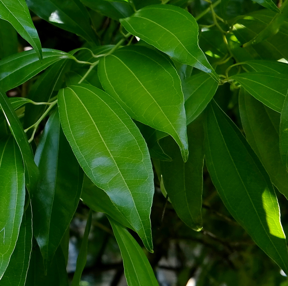 Изображение особи Cocculus laurifolius.