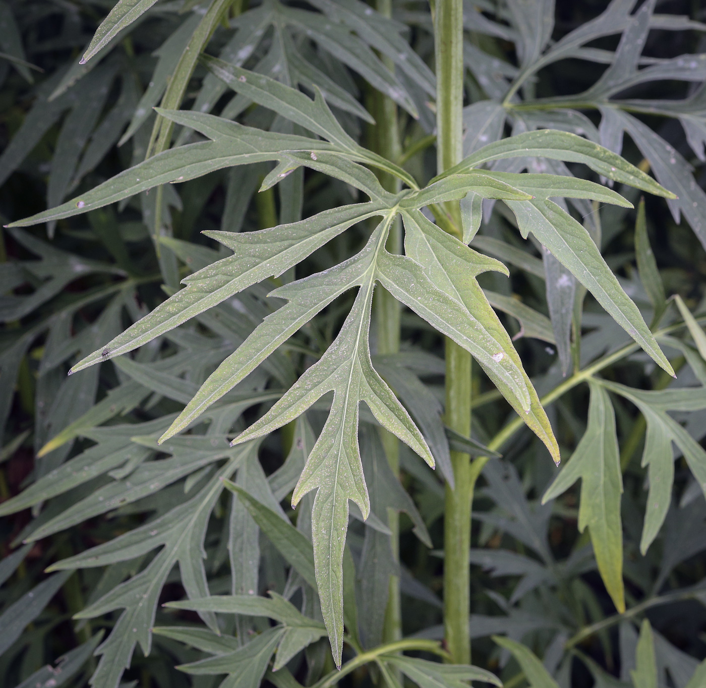 Image of Rudbeckia laciniata specimen.