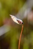 род Polytrichum. Коробочка спорогона с колпачком (калиптрой). Калужская обл., Спас-Деменский р-н, Большое Игнатовское болото, северо-западный сектор. 09.09.2022.